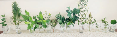 foliage for bouquets
