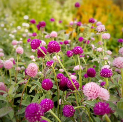 8 Filler Flowers to Make Your Arrangements Pop