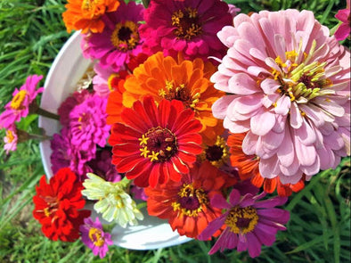 Top 5 Easiest Flowers to Grow for Making Bouquets