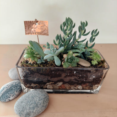 succulent terrarium