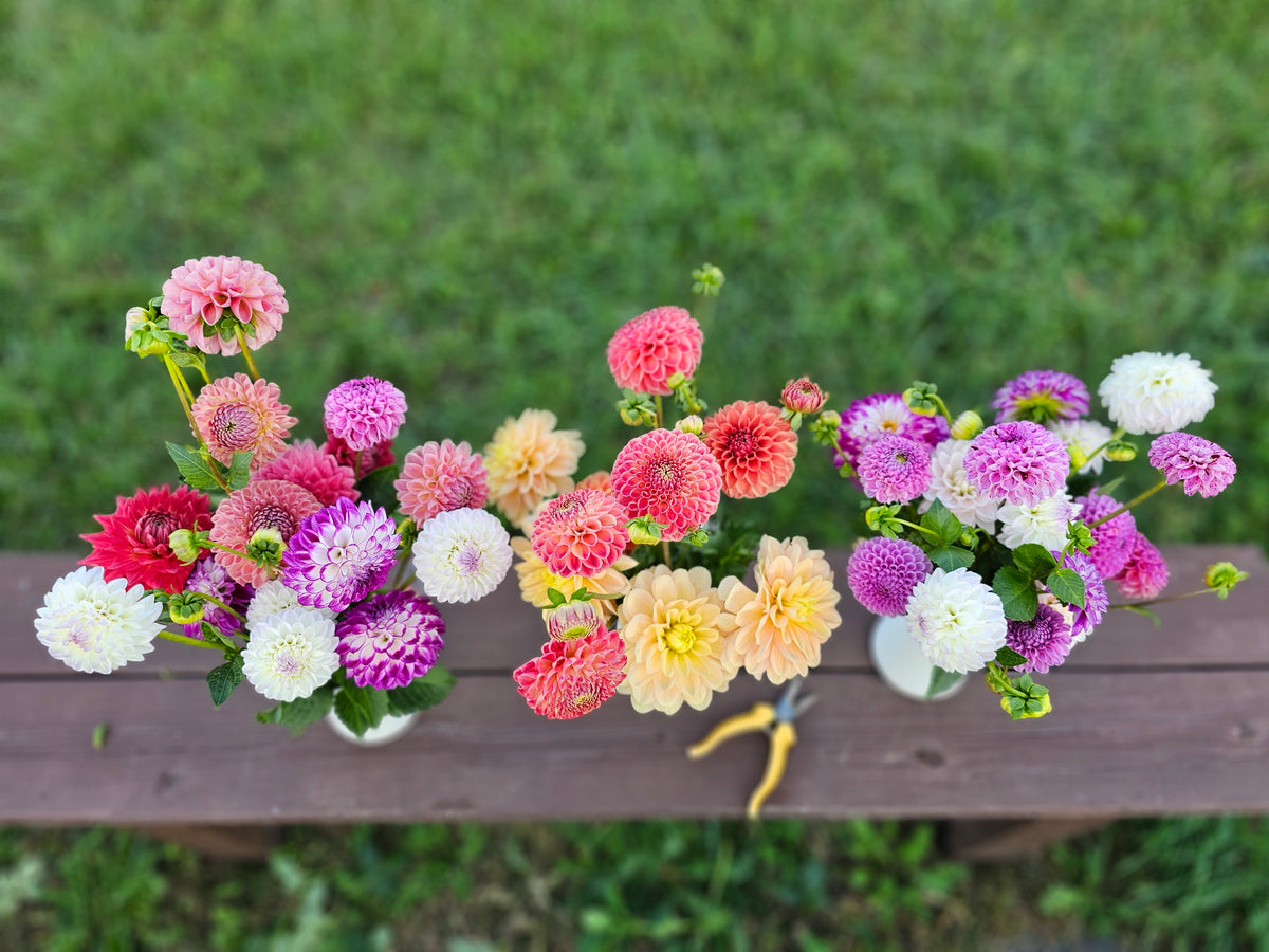 Dahlia flowers