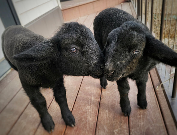 SPRING LAMB VISIT