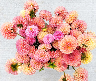 How to Grow Dahlias - Beginners Guide