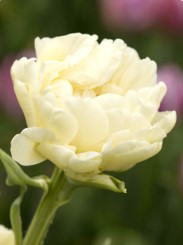 Specialty Tulip Bulbs
