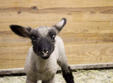 Spring Lamb Visit