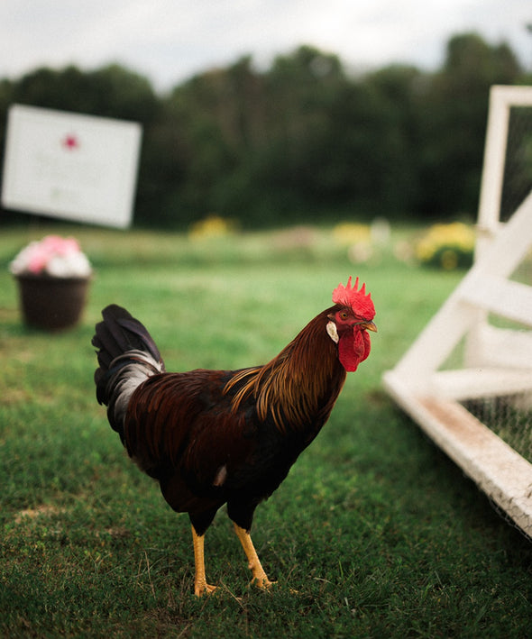 Adopt-a-Chicken Farm Experience 2025
