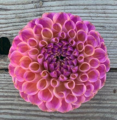 Dahlia Tuber - Isabel