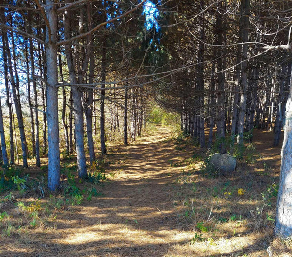 Community Forest Walk | Ground, Reflect, Reconnect