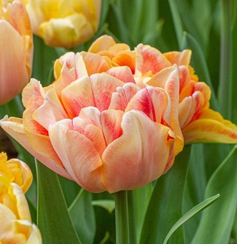 Specialty Tulip Bulbs