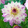 ferncliff illusion dahlia