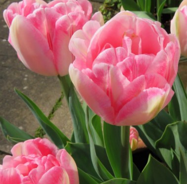 Specialty Tulip Bulbs