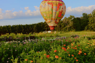 Hot Air Balloon & Blooms