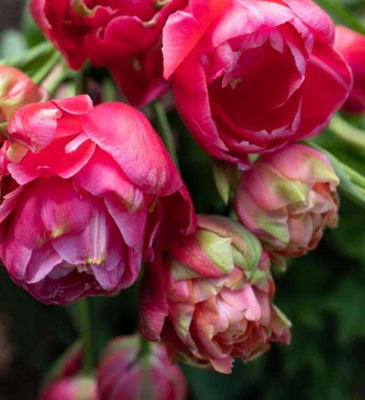 Specialty Tulip Bulbs