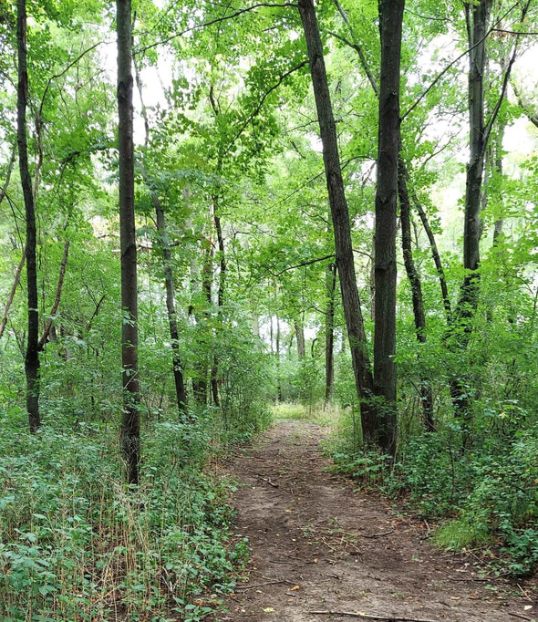 Forest Bathing Walk with Guest David Motzenbecker