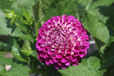 Dahlia Tuber - AC Devon