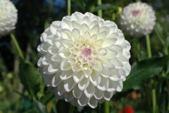 Dahlia Tuber - Gaylon Rose