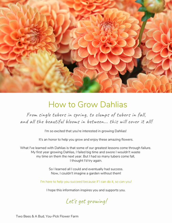 How to Grow Dahlias - Beginners Guide