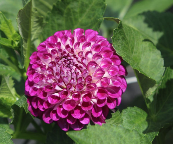 Dahlia Tuber - Surprise Tubers