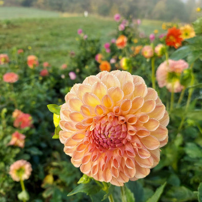 Dahlia Tuber - Clearview Peachy