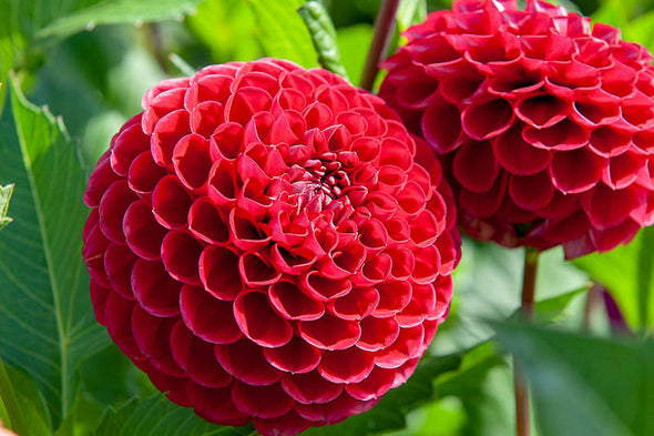 Dahlia Tuber - Surprise Tubers