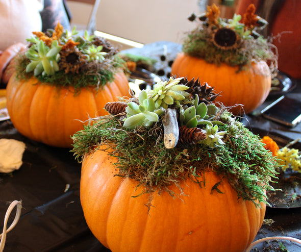 Pumpkin Succulent Centerpiece Class 2025